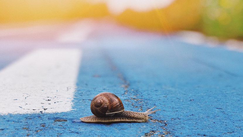 Snail crossing the road